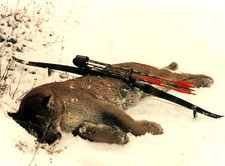  A good lion by archery